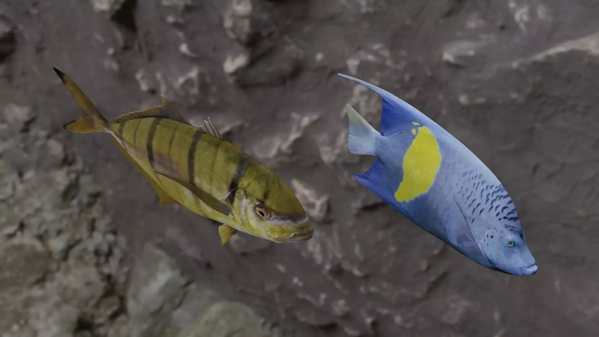 Two fish 3D Model Collection_0