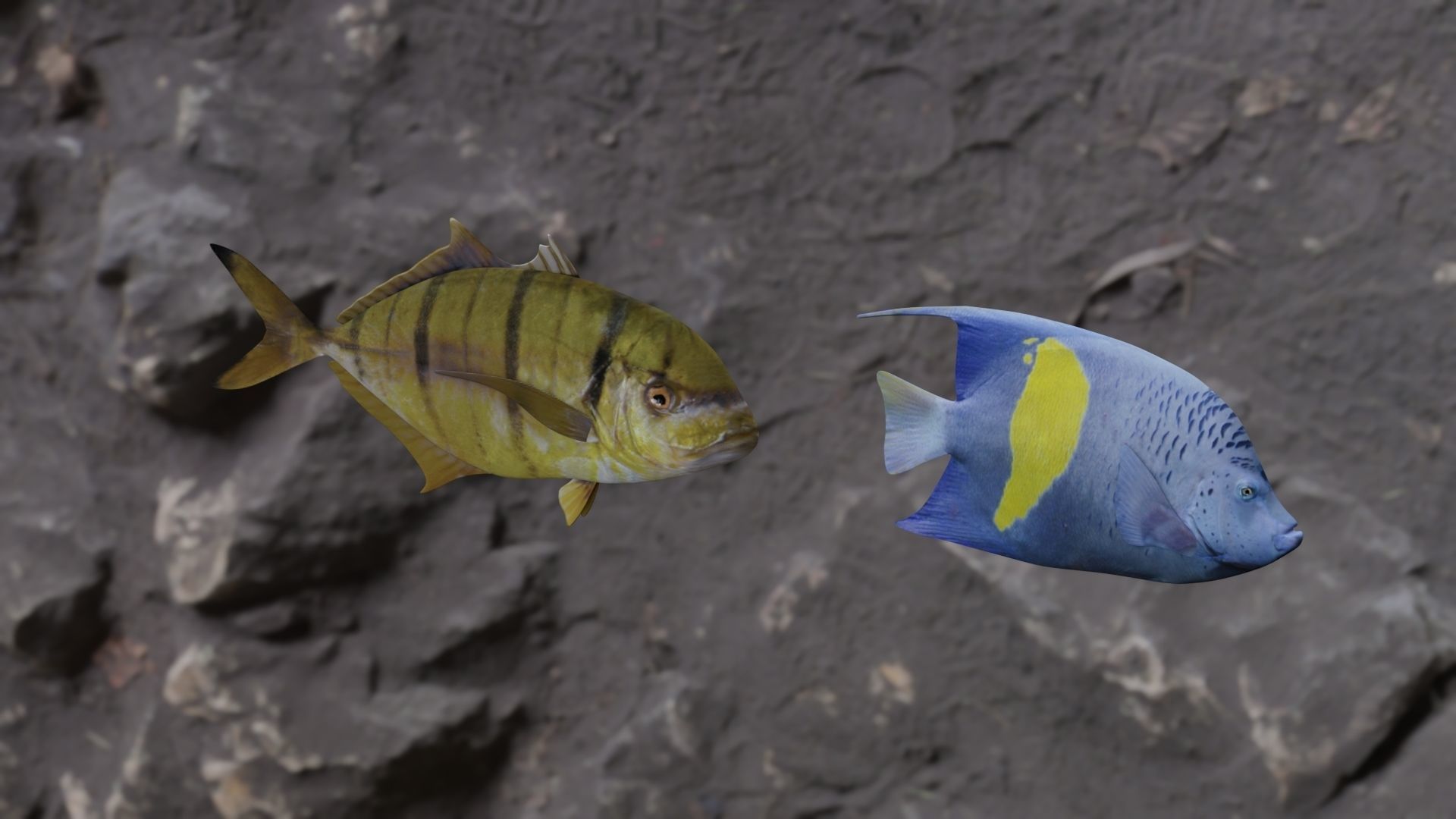 Two fish 3D Model Collection_2