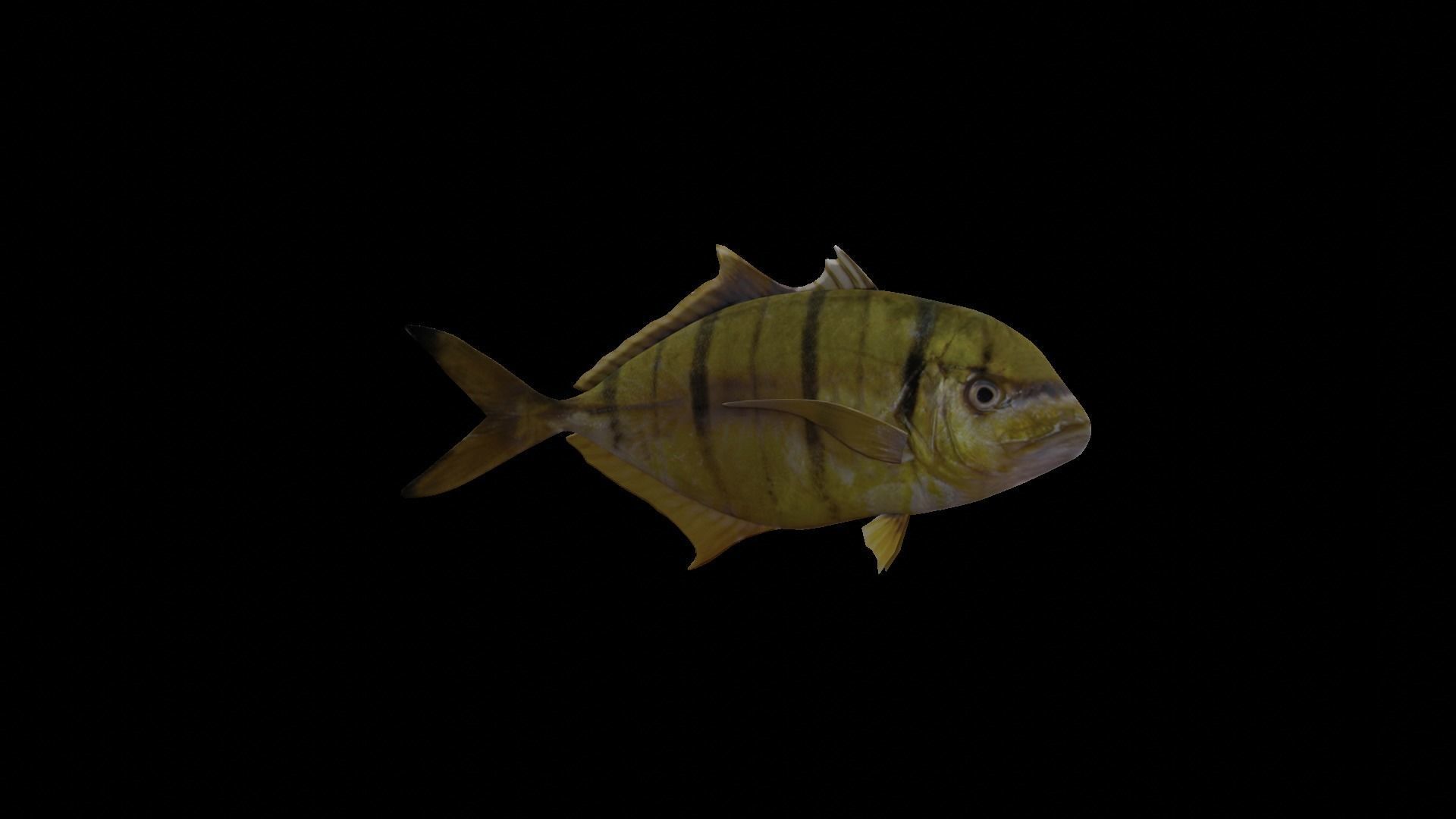 Two fish 3D Model Collection_25