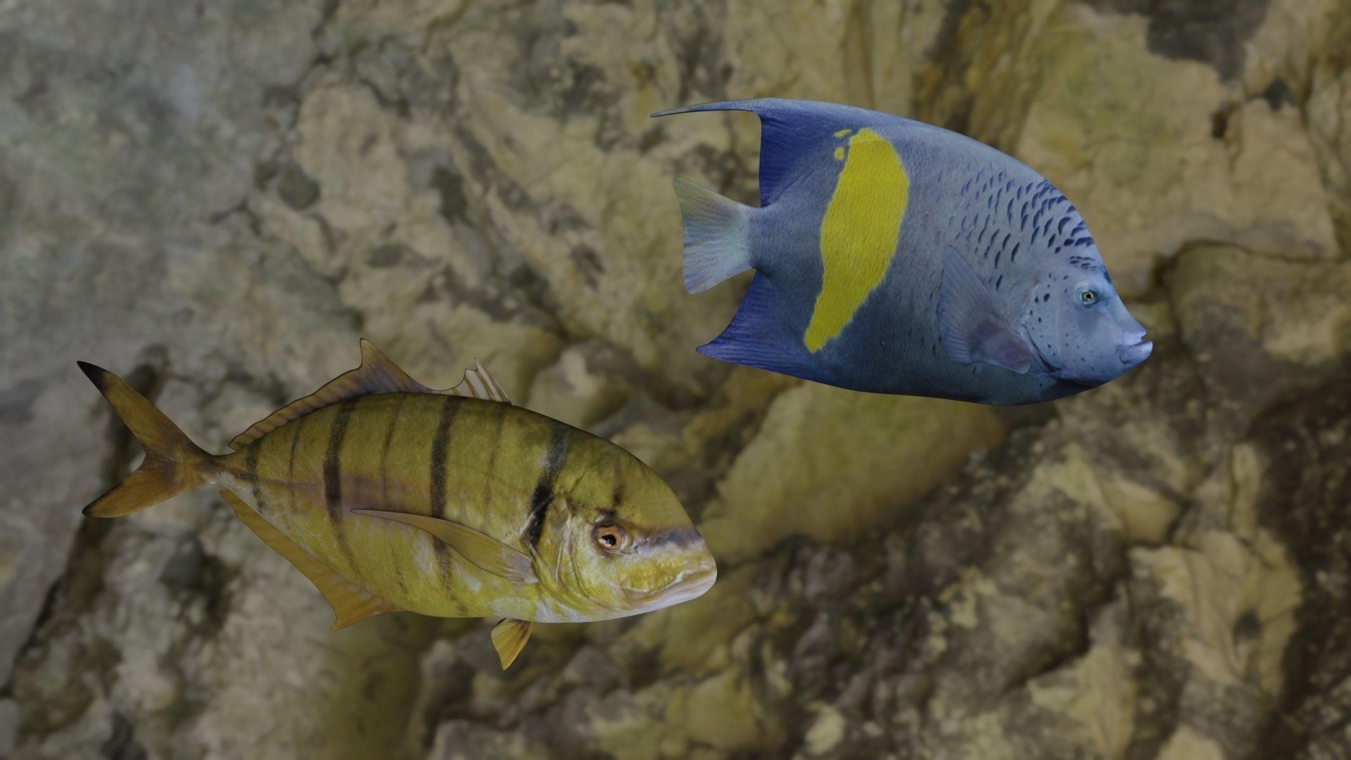 Two fish 3D Model Collection_1