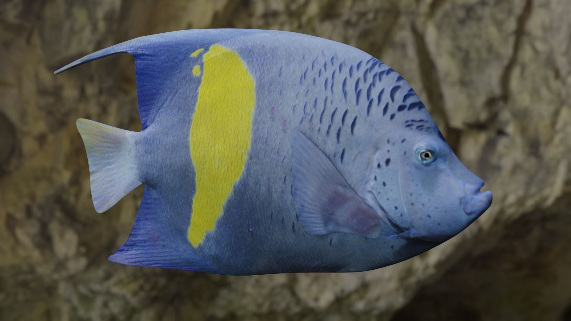 Two fish 3D Model Collection_17