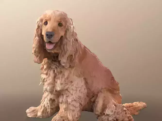 Teddy 10786 - Curly Brown Dog Sitting Cocker Spaniel