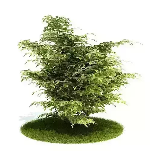 Ornamental Tree In Yard