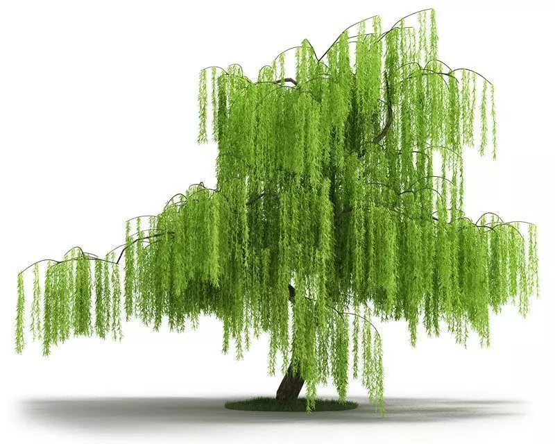 Green Willow Tree 3D model_0