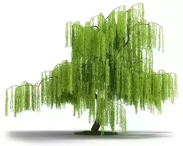 Green Willow Tree 3D model