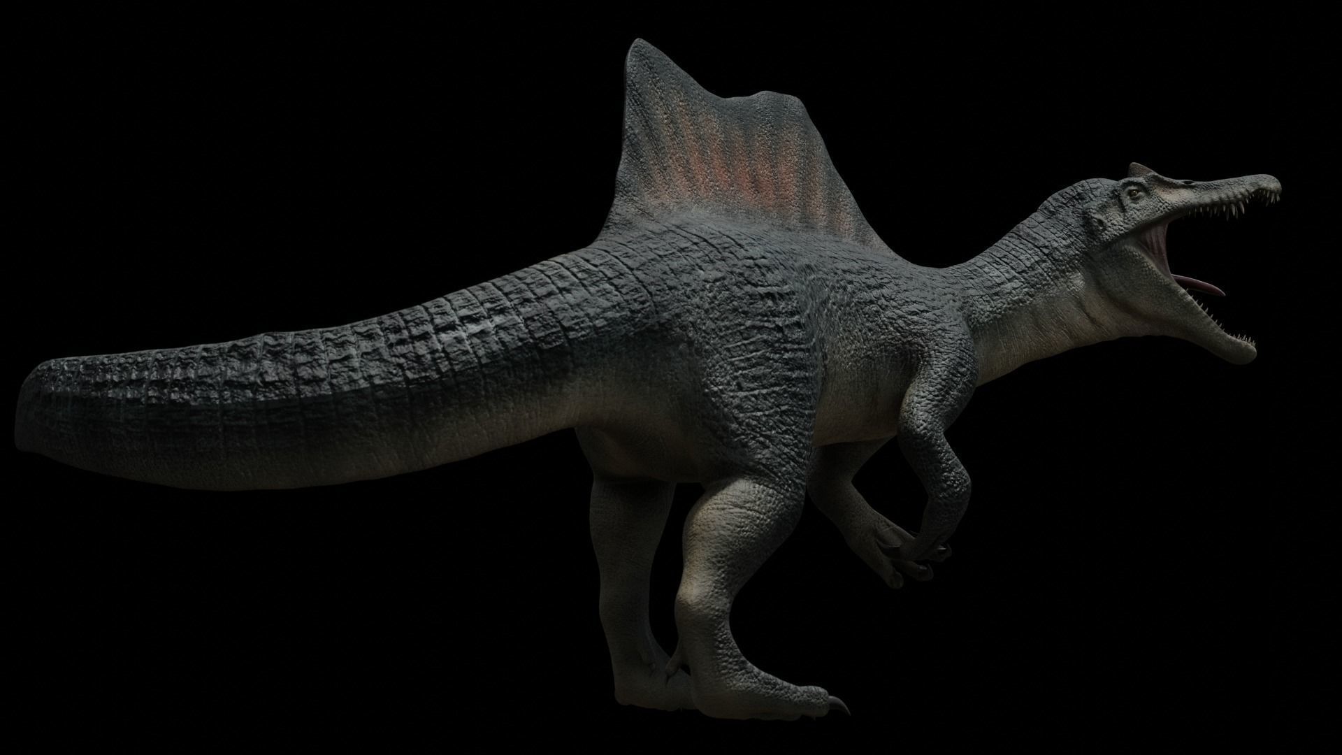 Spinosaurus Dinosaur Low-poly 3D model_18