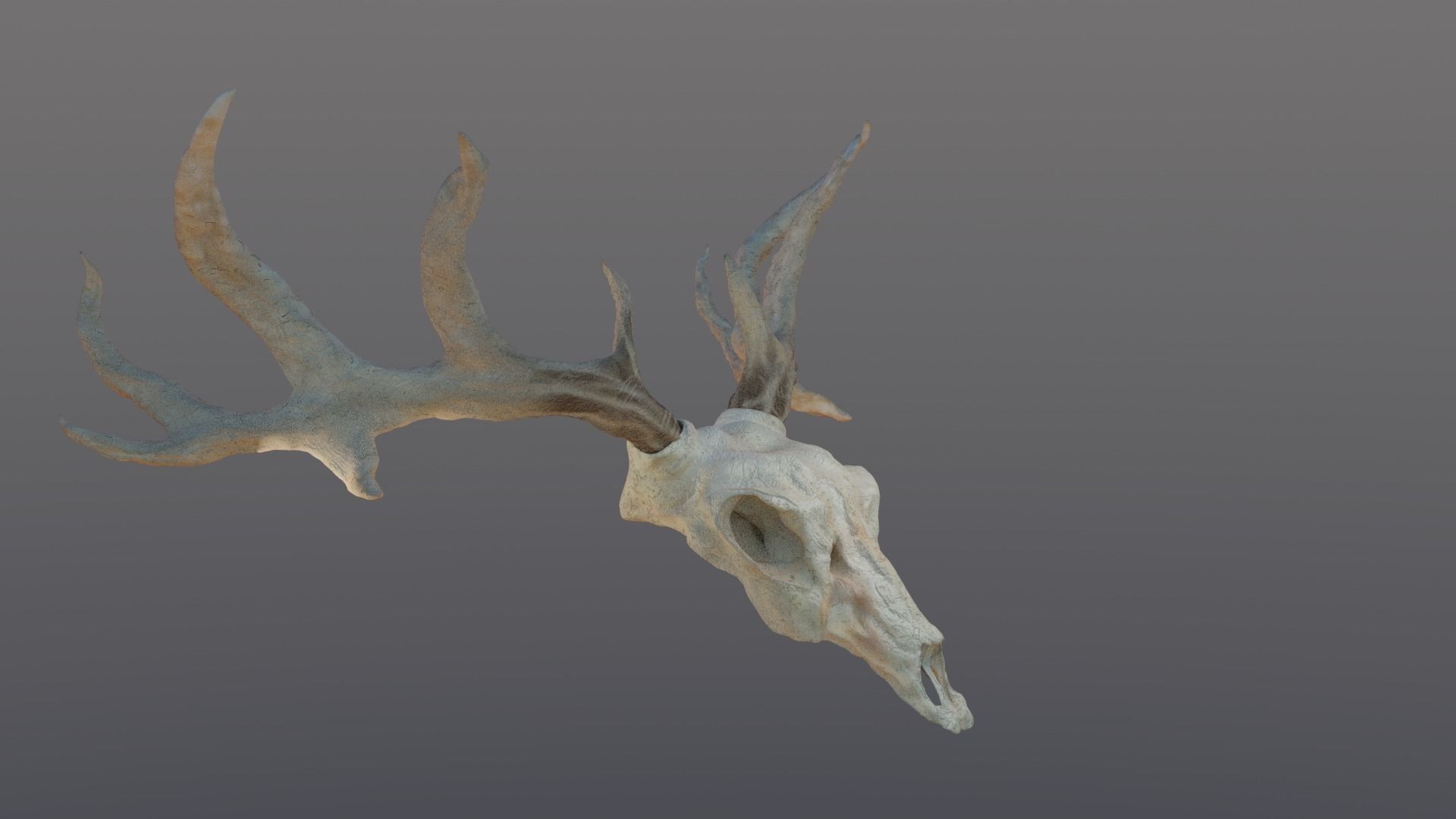 Deer skull with Antlers 3D model_6