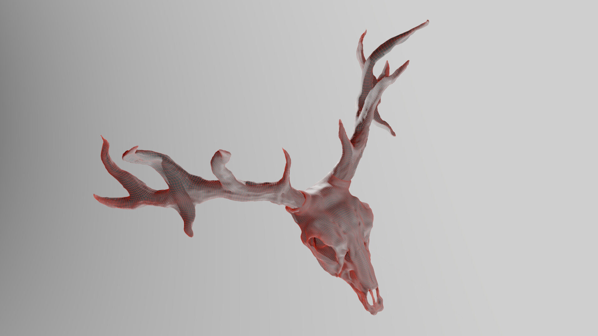 Deer skull with Antlers 3D model_14