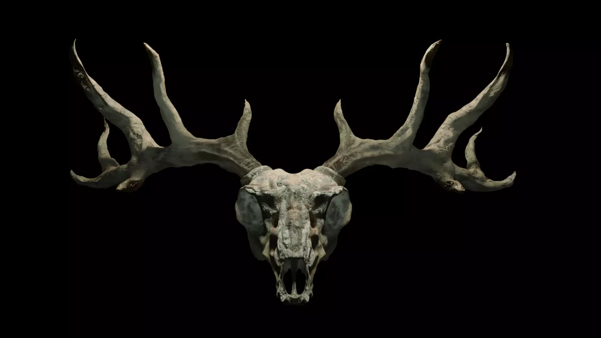 Deer skull with Antlers 3D model_0