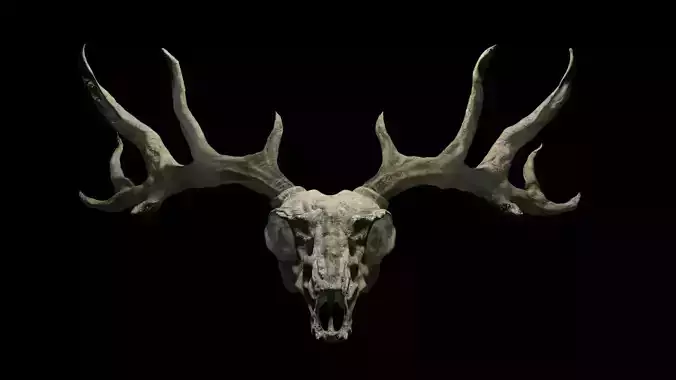 Deer skull with Antlers 3D model