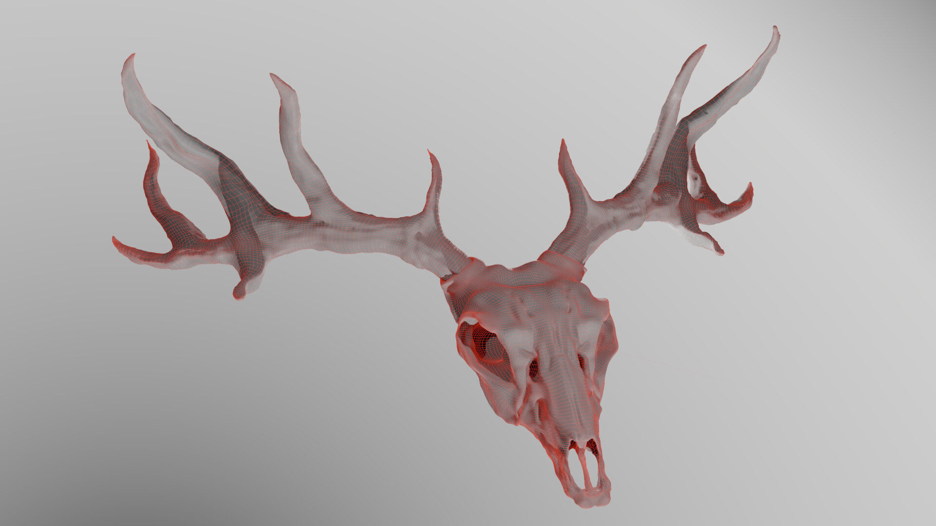 Deer skull with Antlers 3D model_15