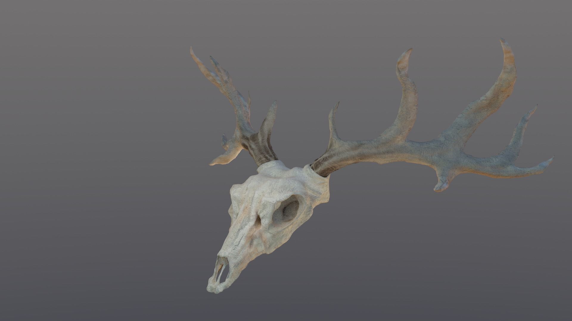Deer skull with Antlers 3D model_9