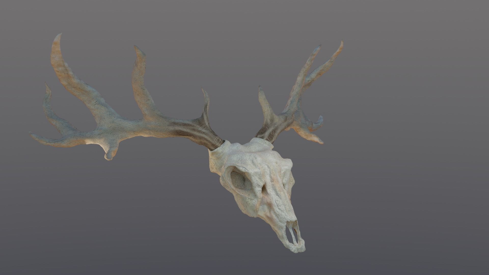 Deer skull with Antlers 3D model_3
