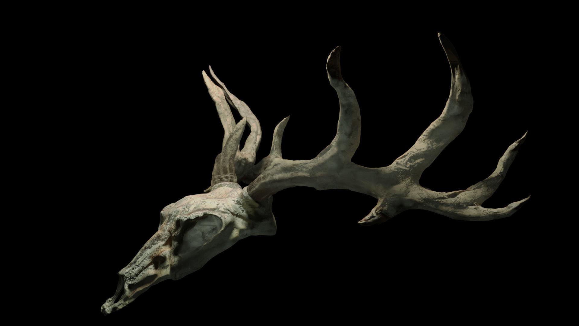 Deer skull with Antlers 3D model_2