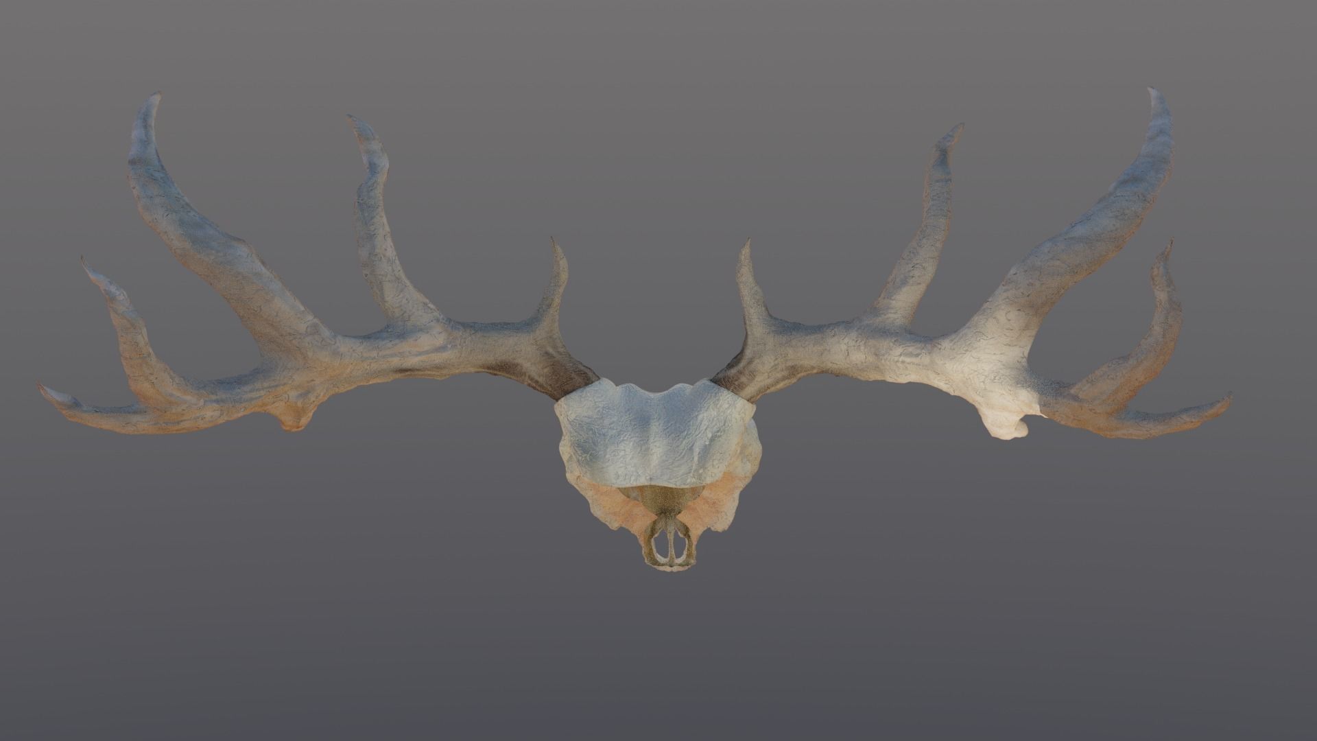 Deer skull with Antlers 3D model_7
