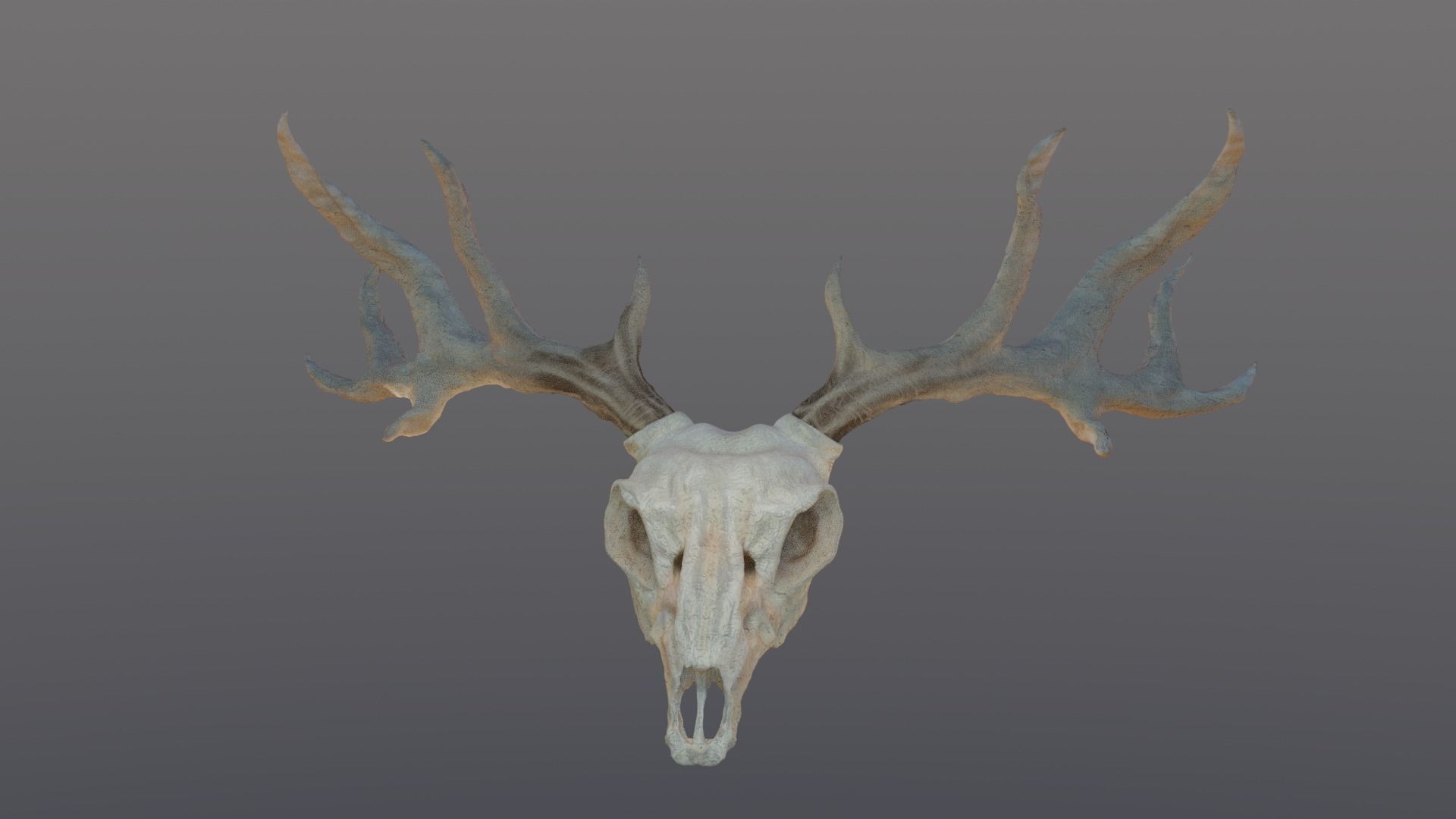 Deer skull with Antlers 3D model_8