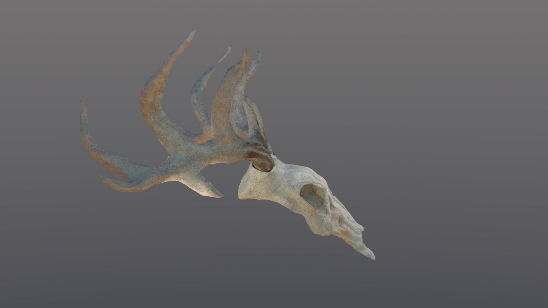 Deer skull with Antlers 3D model_5