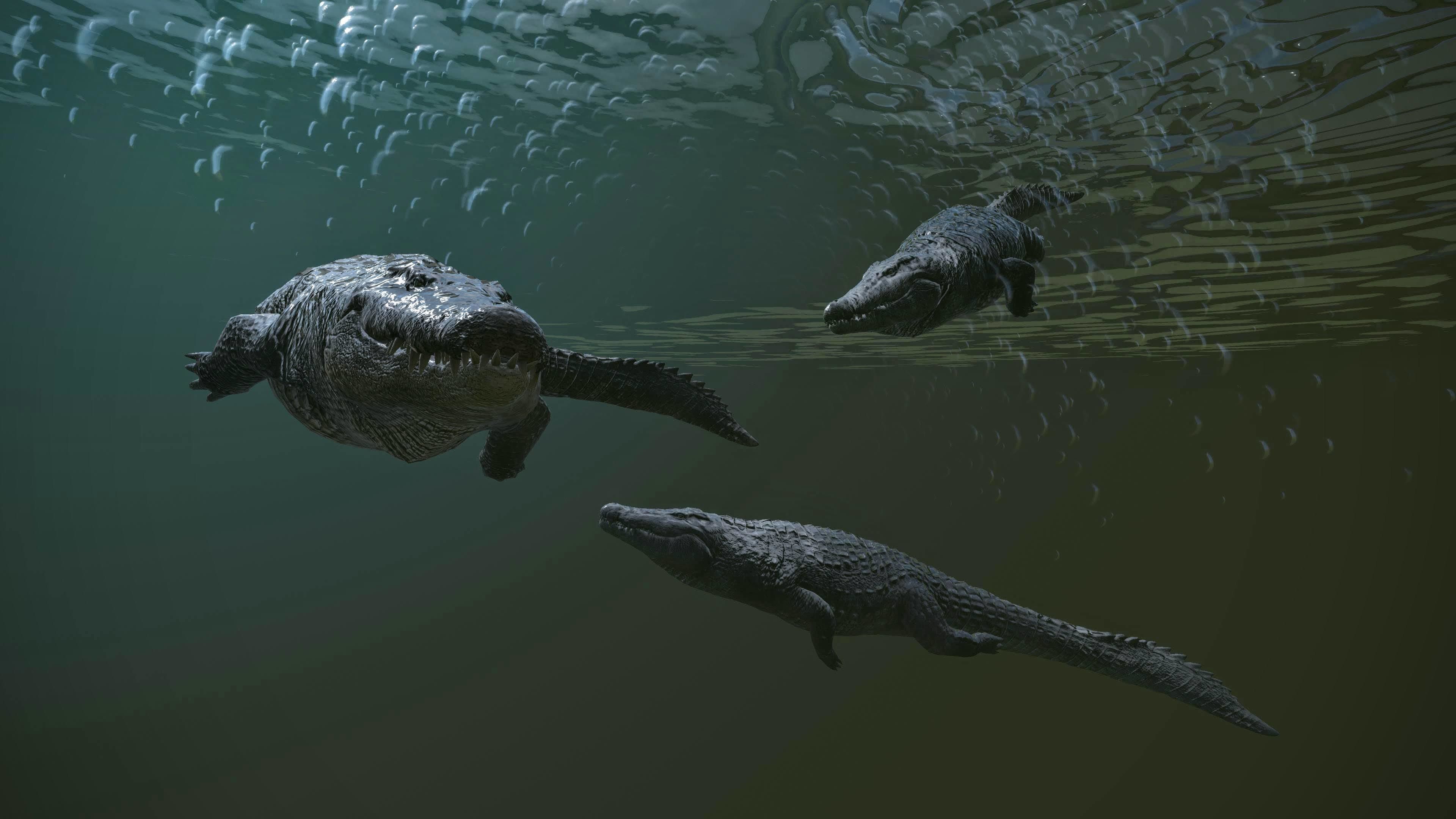 Realistic Crocodile - Alligator Low-poly 3D model_20