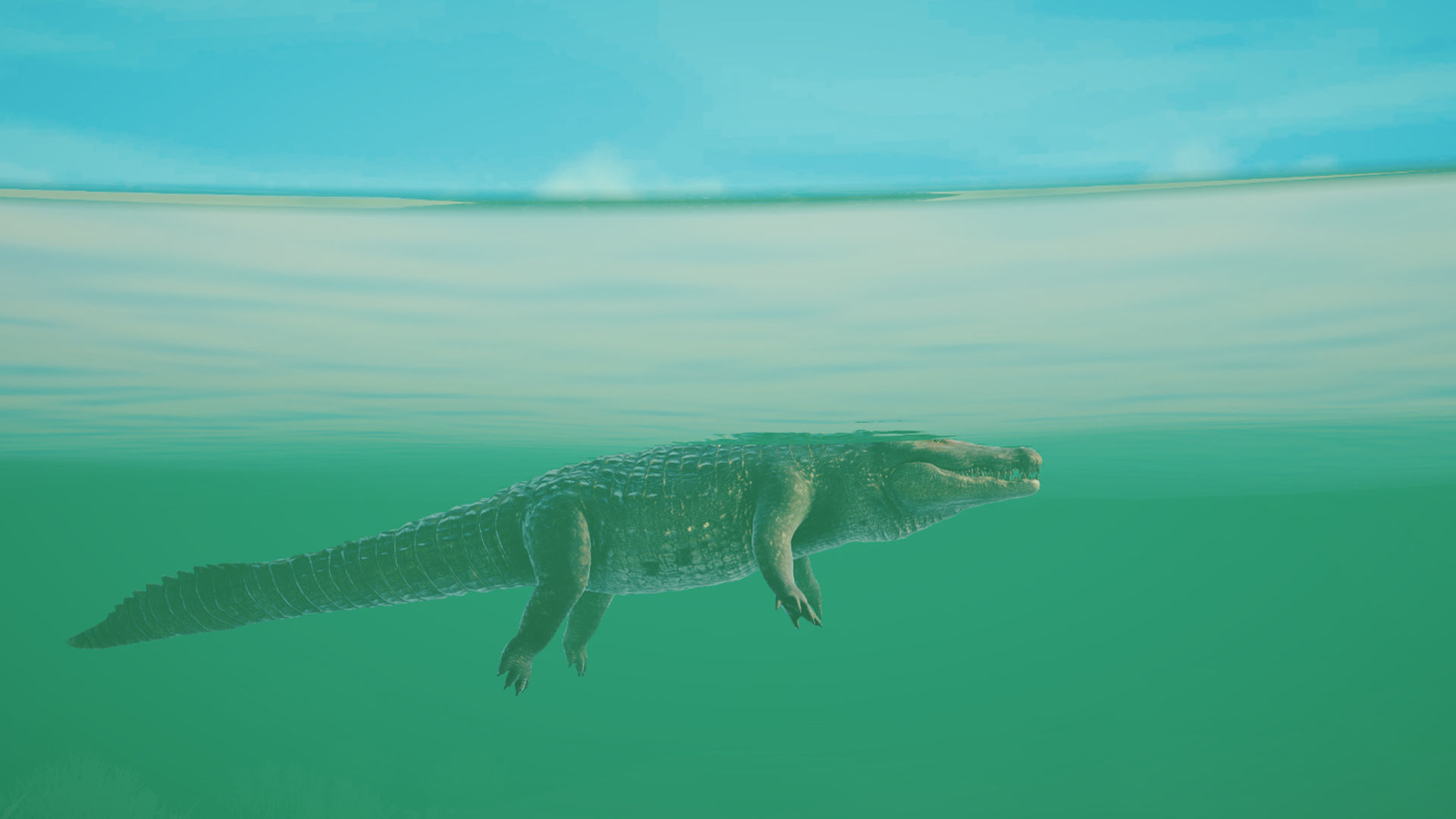 Realistic Crocodile - Alligator Low-poly 3D model_14