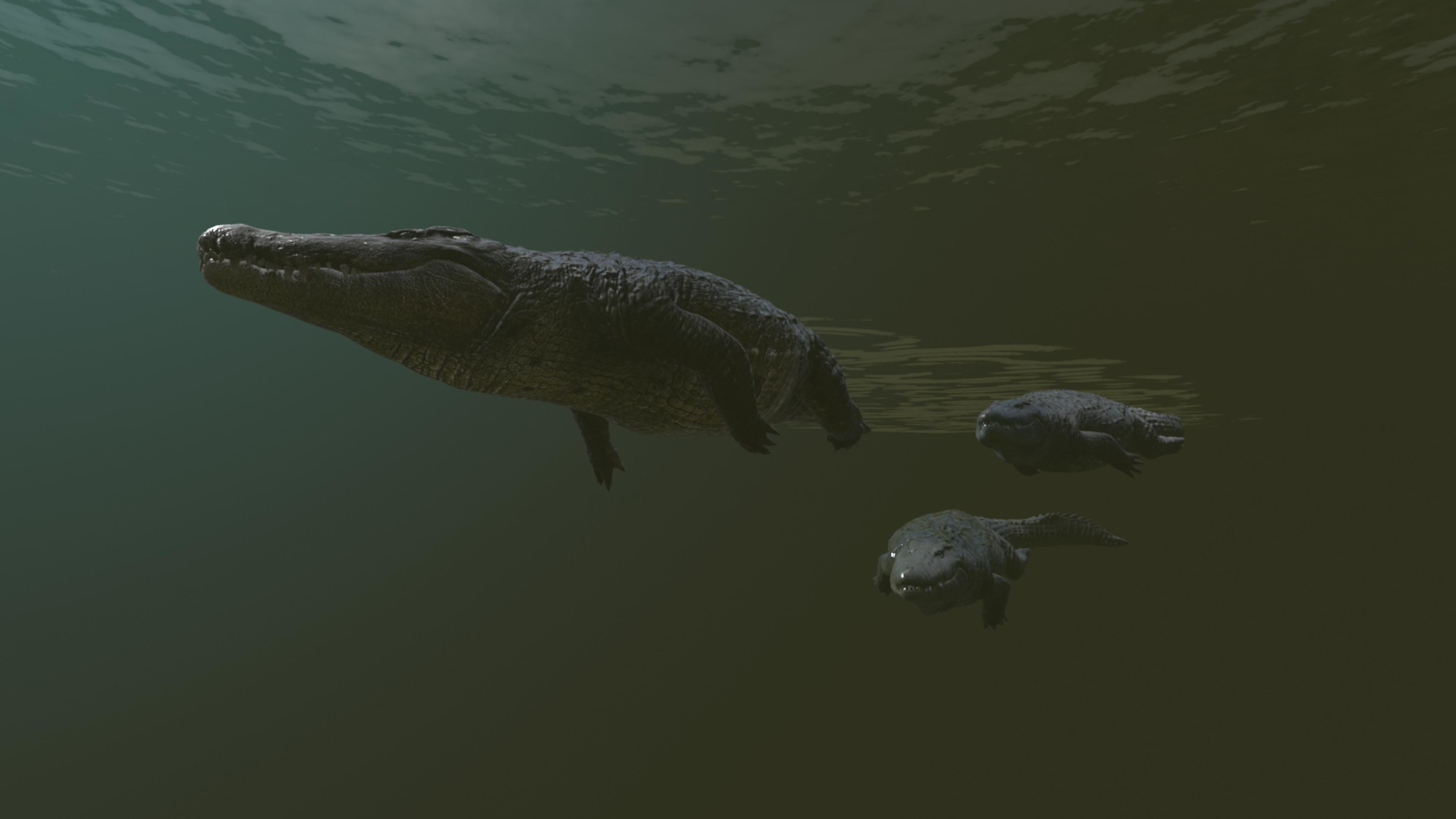 Realistic Crocodile - Alligator Low-poly 3D model_6