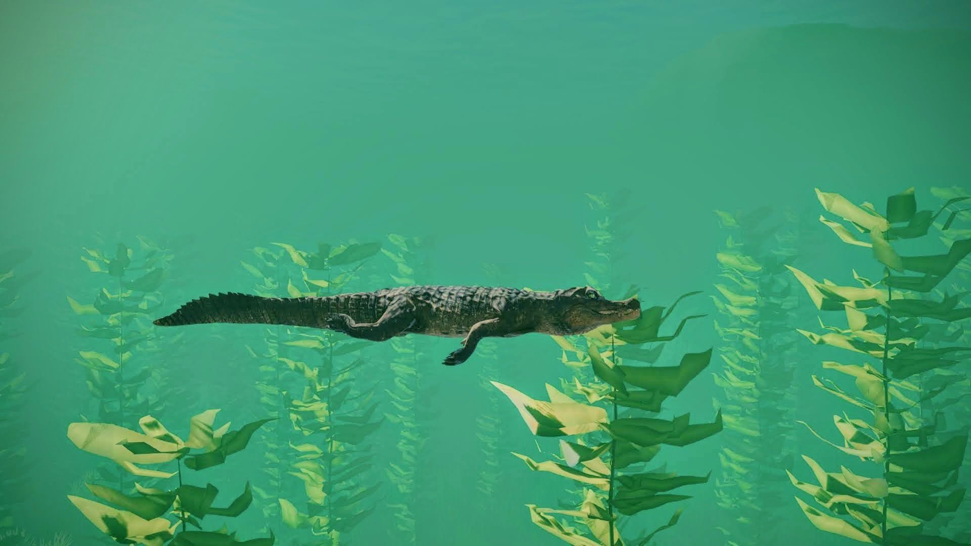 Realistic Crocodile - Alligator Low-poly 3D model_15
