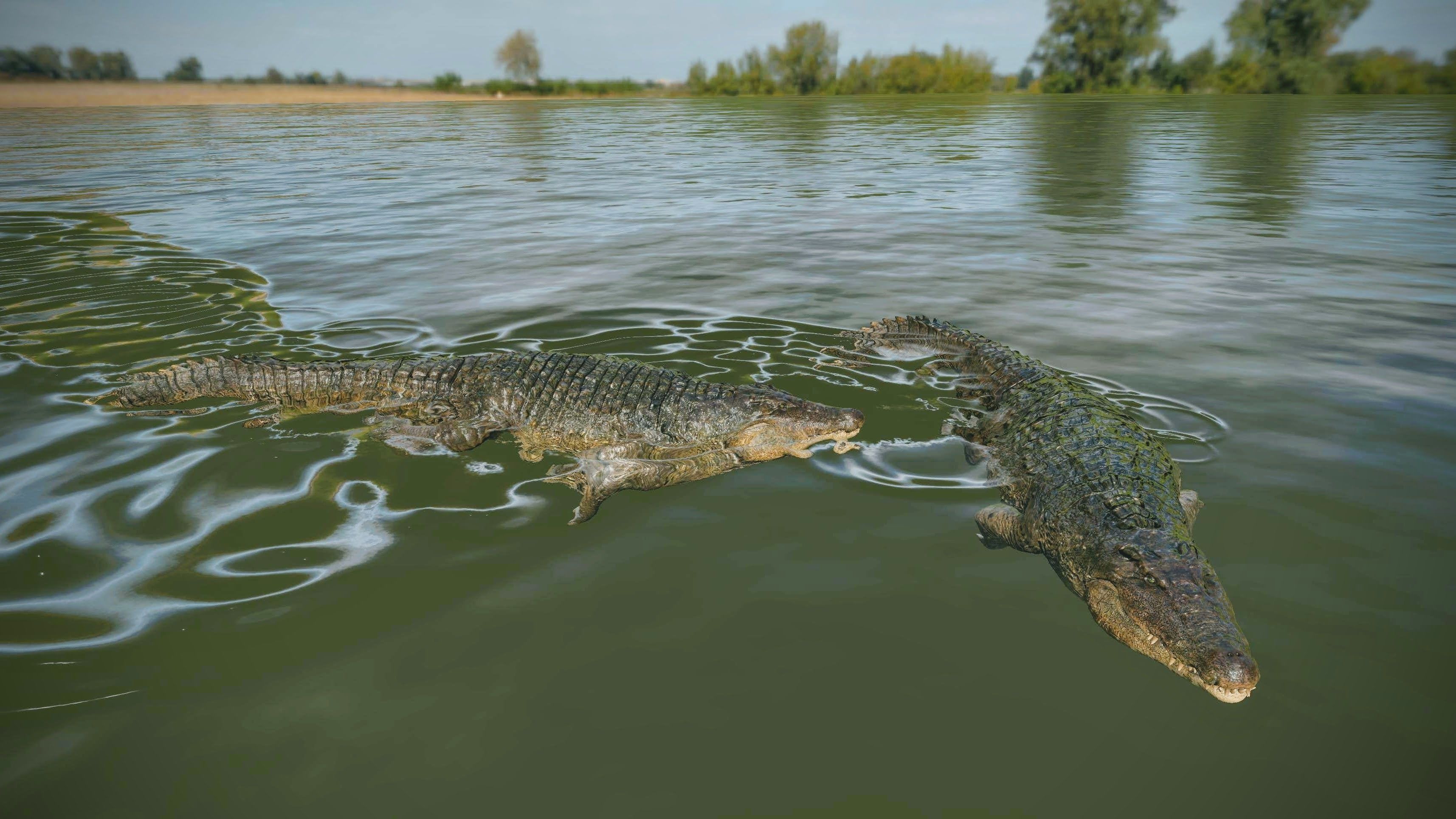 Realistic Crocodile - Alligator Low-poly 3D model_5