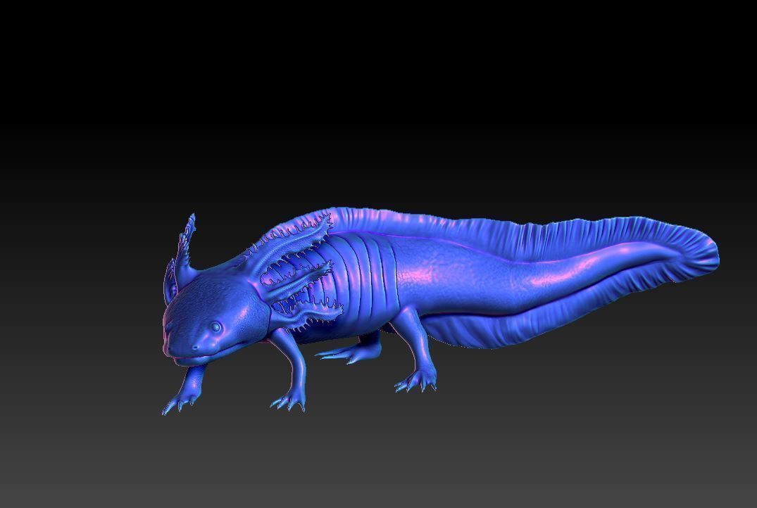 Axolotl 3D print model_7