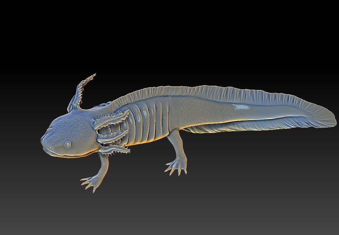 Axolotl 3D print model_4