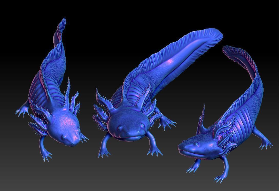 Axolotl 3D print model_5