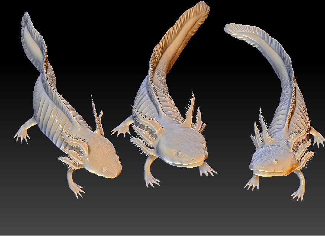 Axolotl 3D print model_1