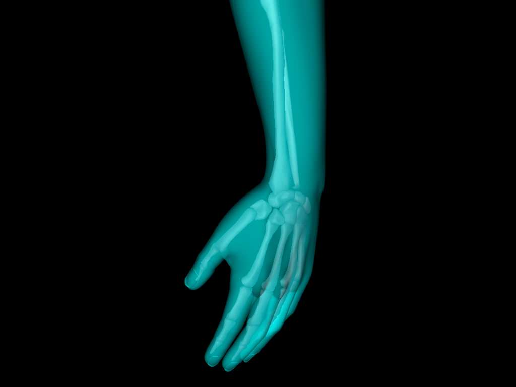 X Ray Hand Medically Accurate 3d Model 3D model_6