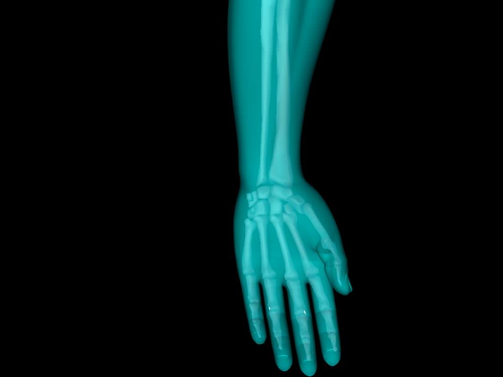 X Ray Hand Medically Accurate 3d Model 3D model_24