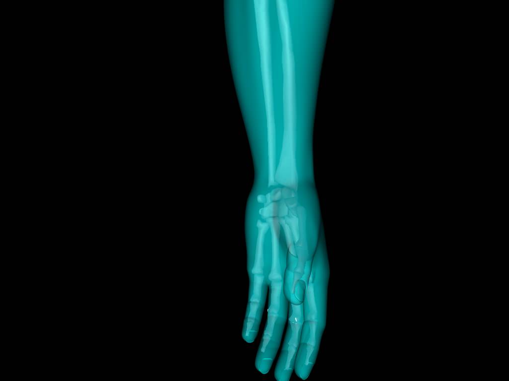 X Ray Hand Medically Accurate 3d Model 3D model_20