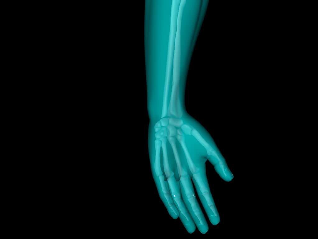 X Ray Hand Medically Accurate 3d Model 3D model_27