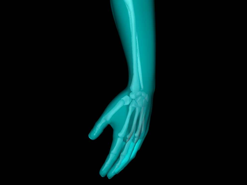 X Ray Hand Medically Accurate 3d Model 3D model_8