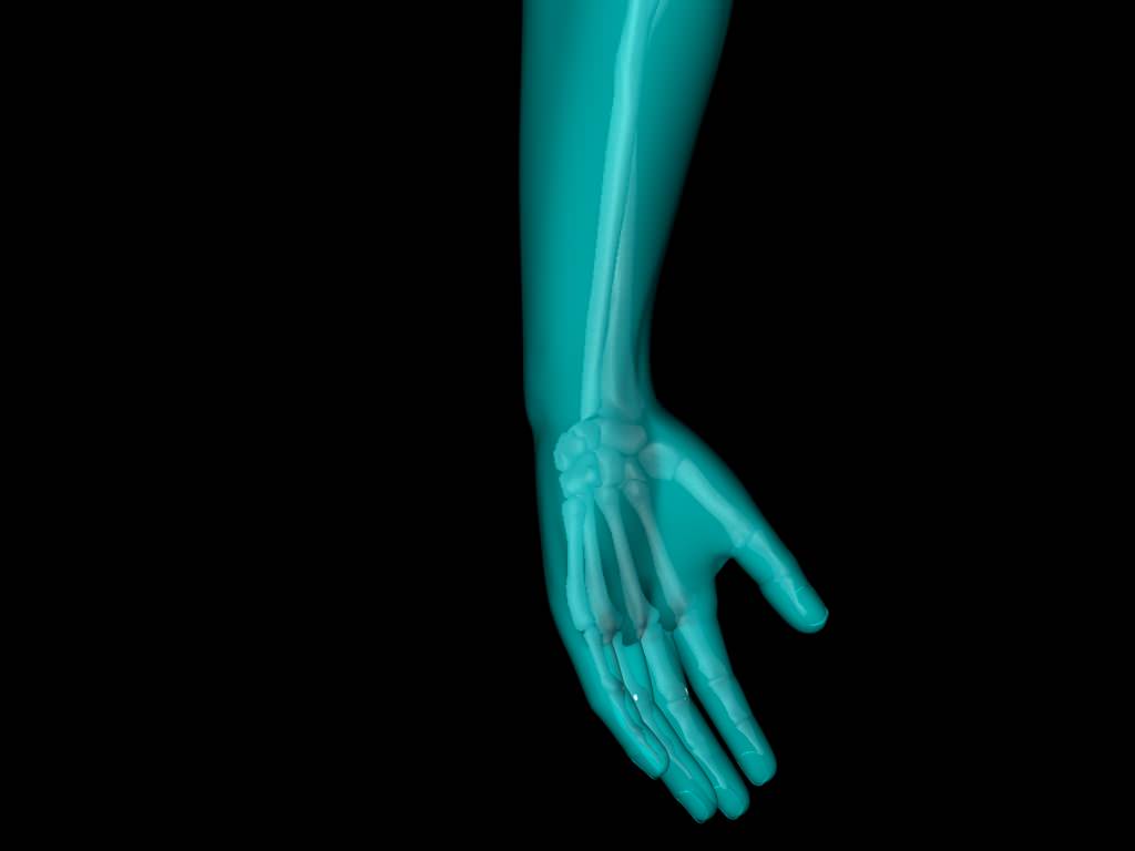 X Ray Hand Medically Accurate 3d Model 3D model_29