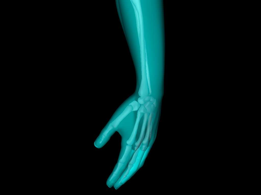 X Ray Hand Medically Accurate 3d Model 3D model_9