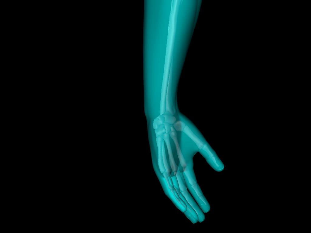 X Ray Hand Medically Accurate 3d Model 3D model_30