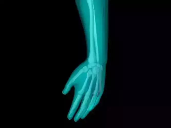 X Ray Hand Medically Accurate 3d Model 3D model
