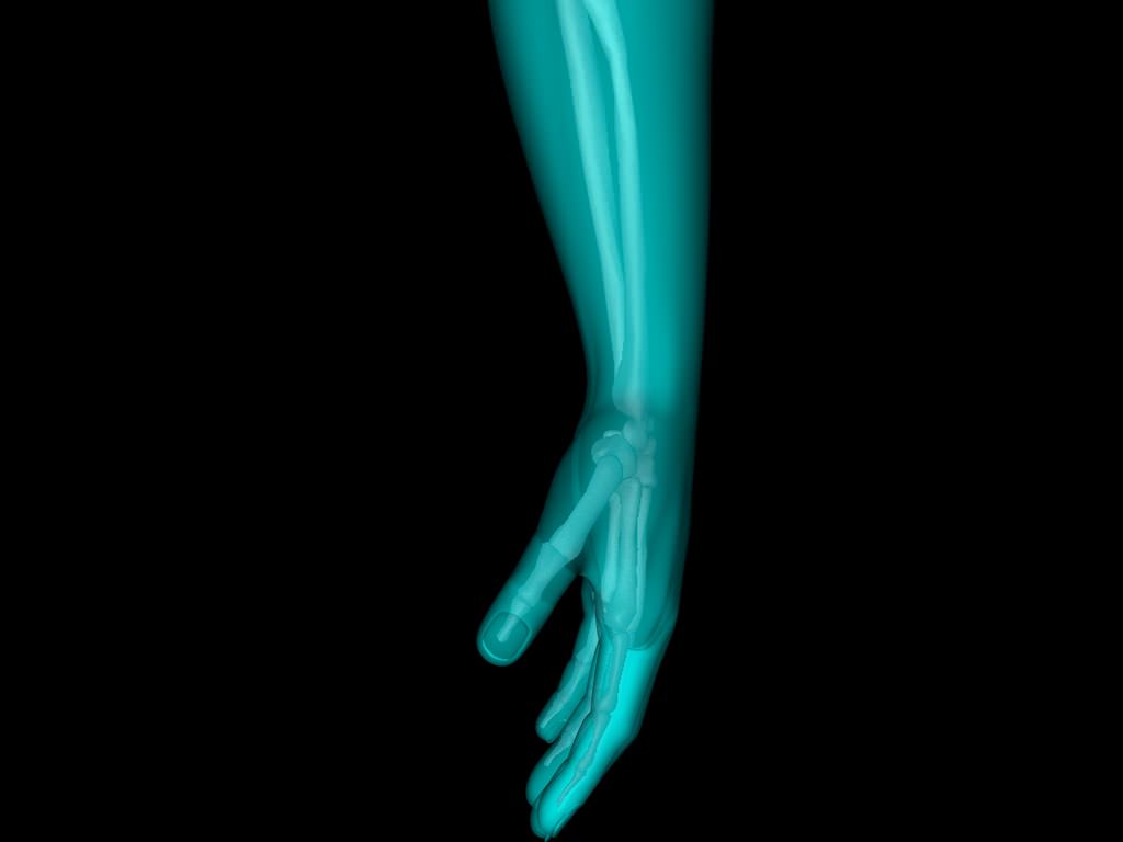 X Ray Hand Medically Accurate 3d Model 3D model_15