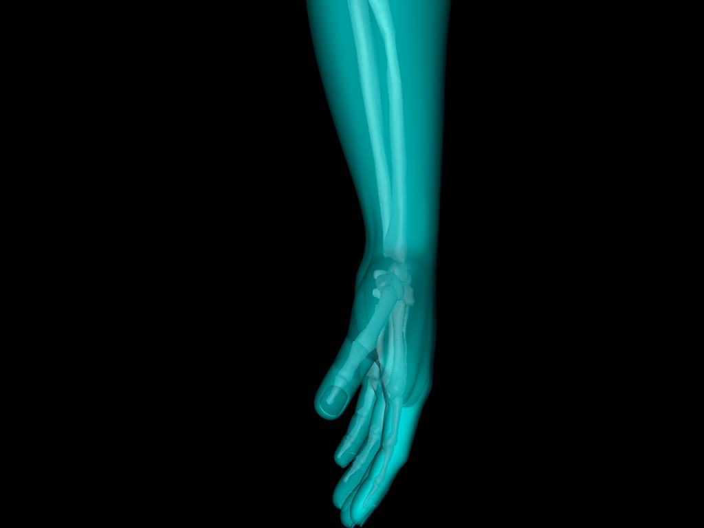 X Ray Hand Medically Accurate 3d Model 3D model_16