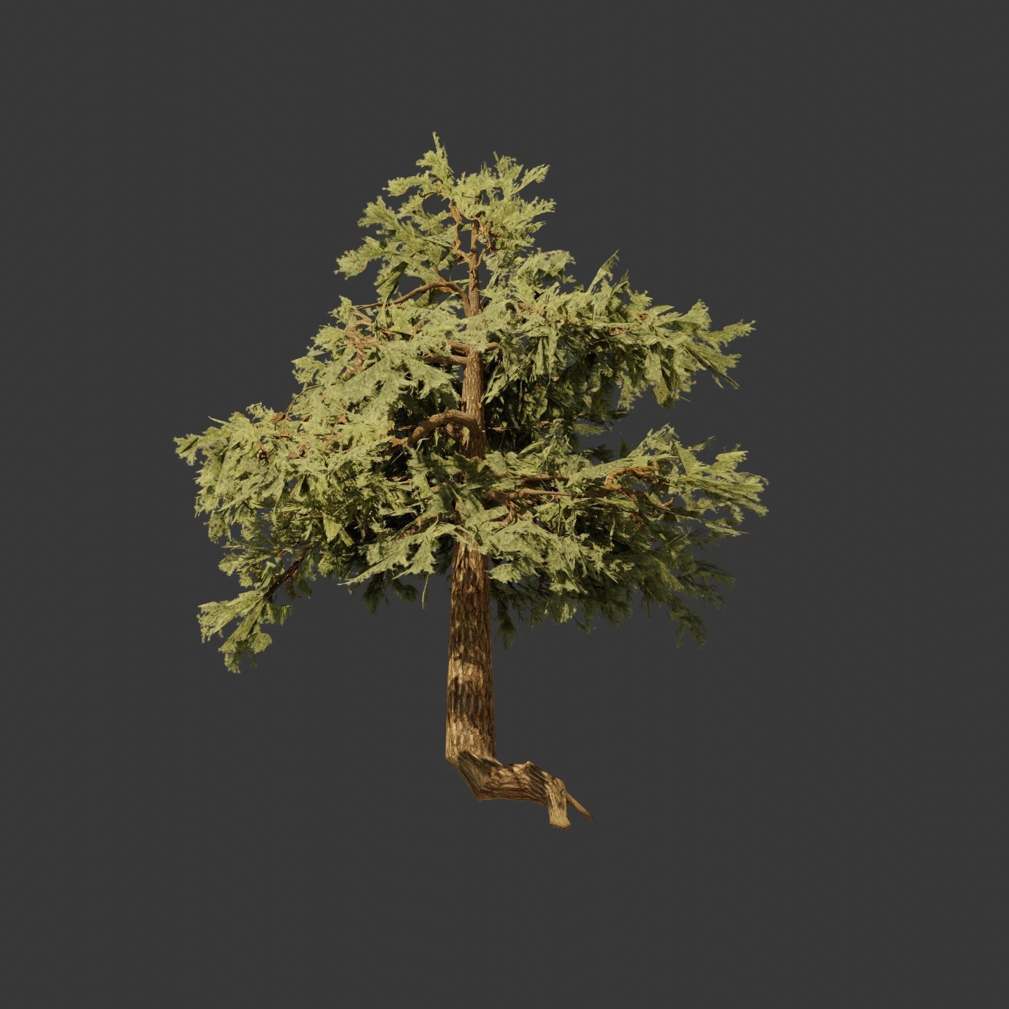 Pinyon Pine 3 Low-poly 3D model_6