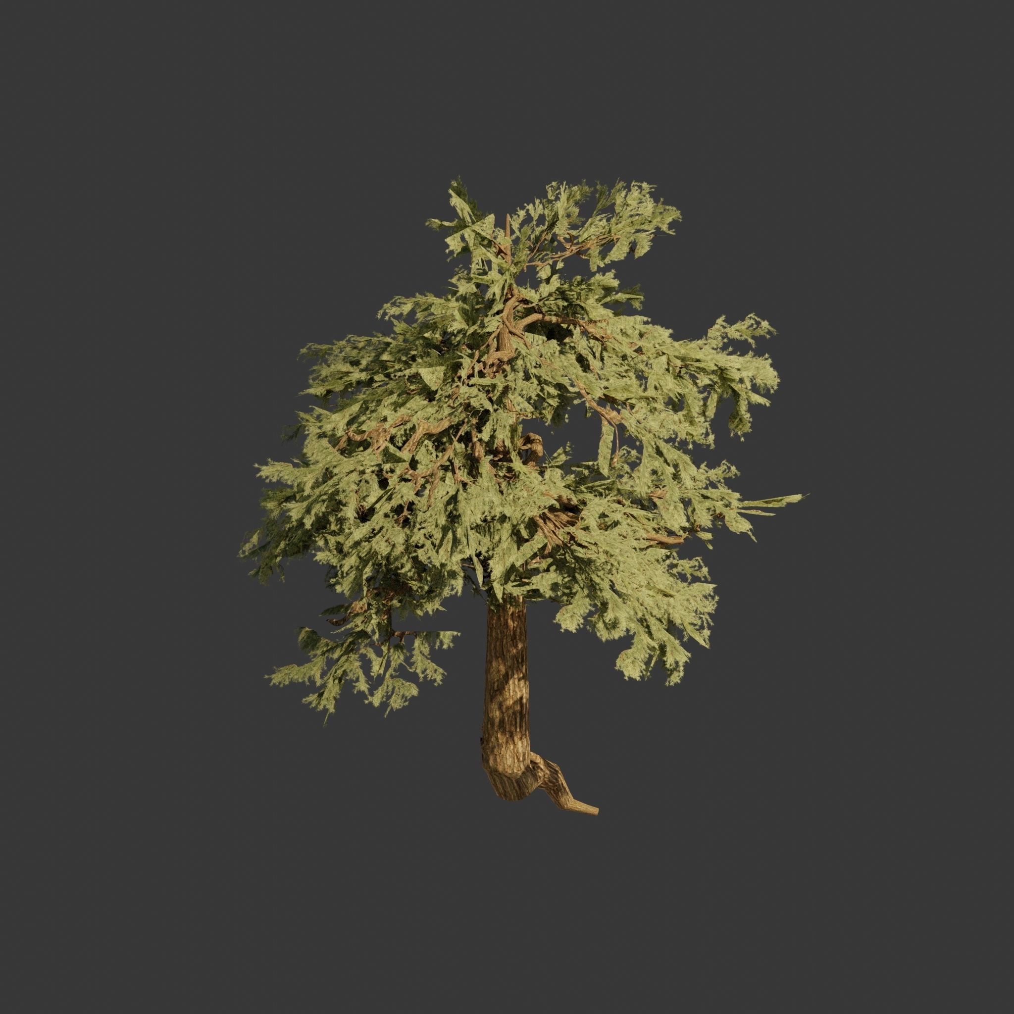 Pinyon Pine 3 Low-poly 3D model_5
