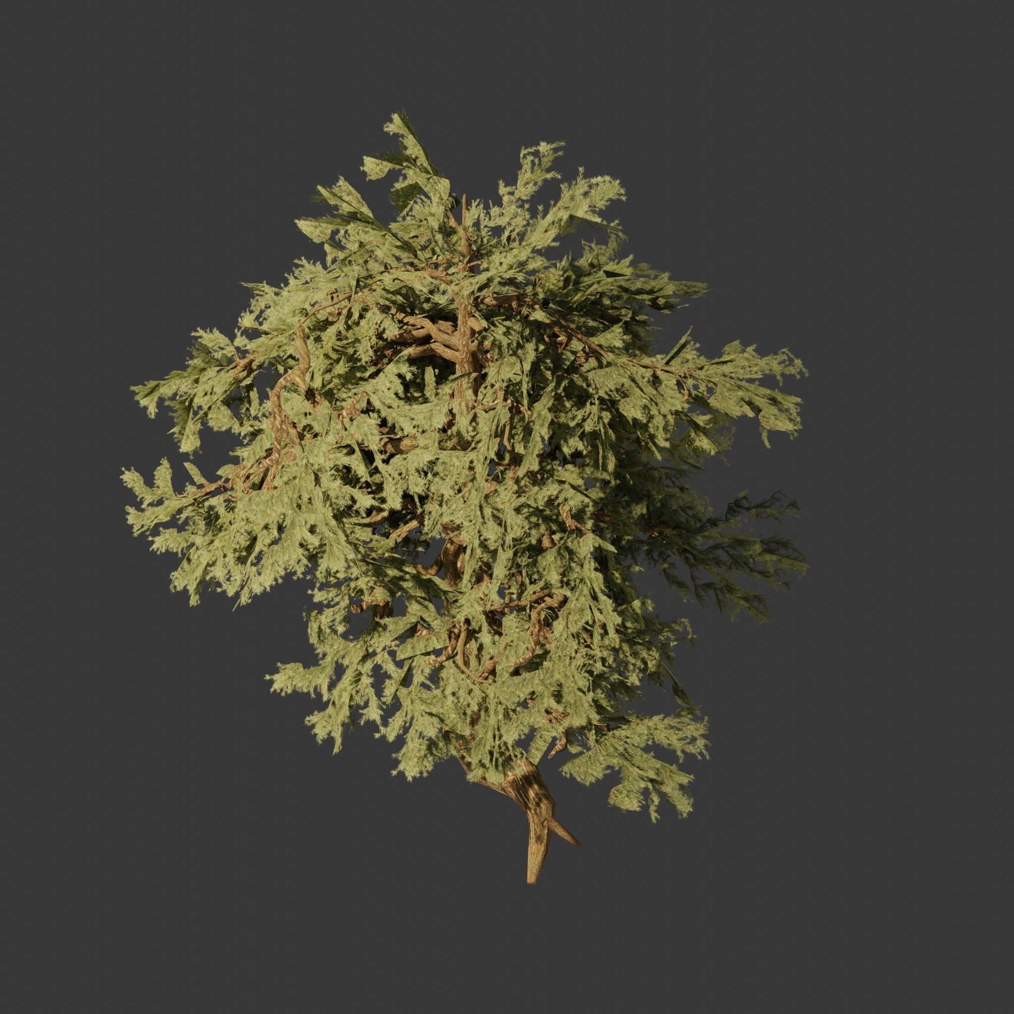 Pinyon Pine 3 Low-poly 3D model_1