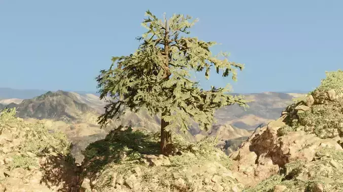 Pinyon Pine 3 Low-poly 3D model