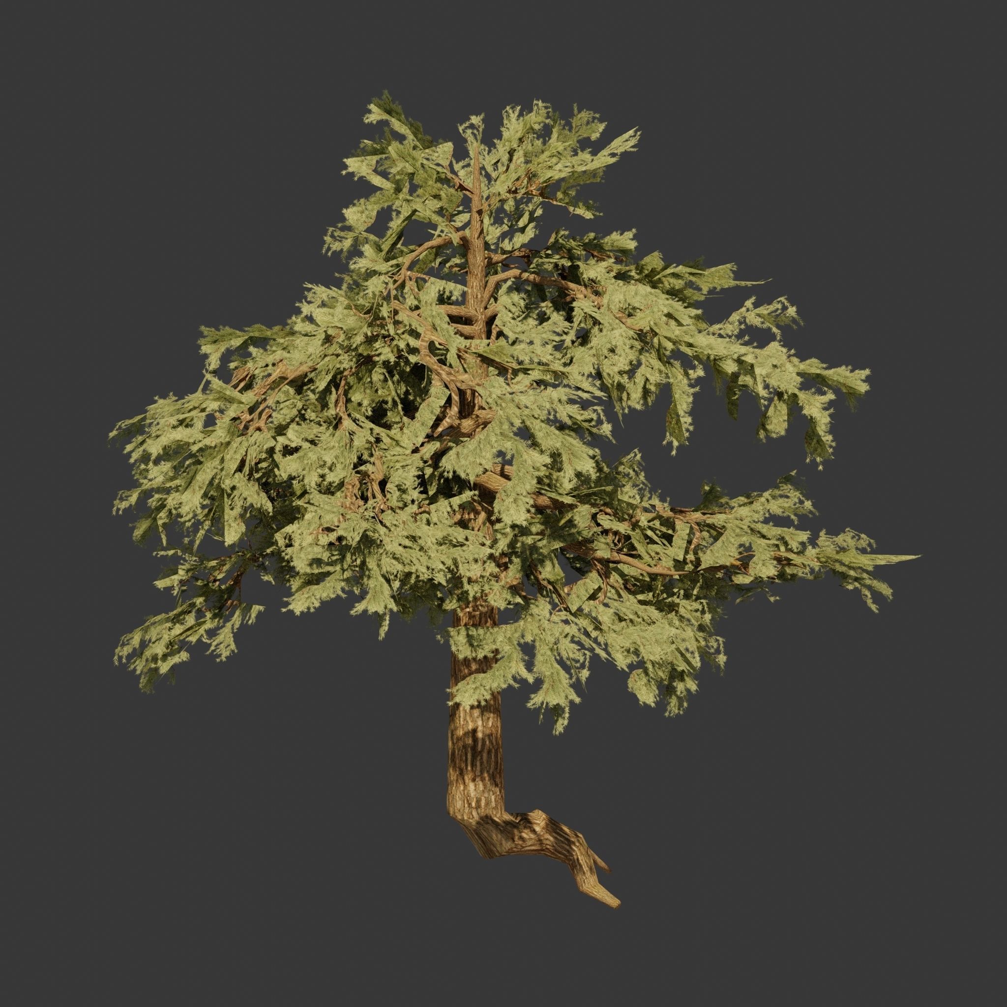 Pinyon Pine 3 Low-poly 3D model_2