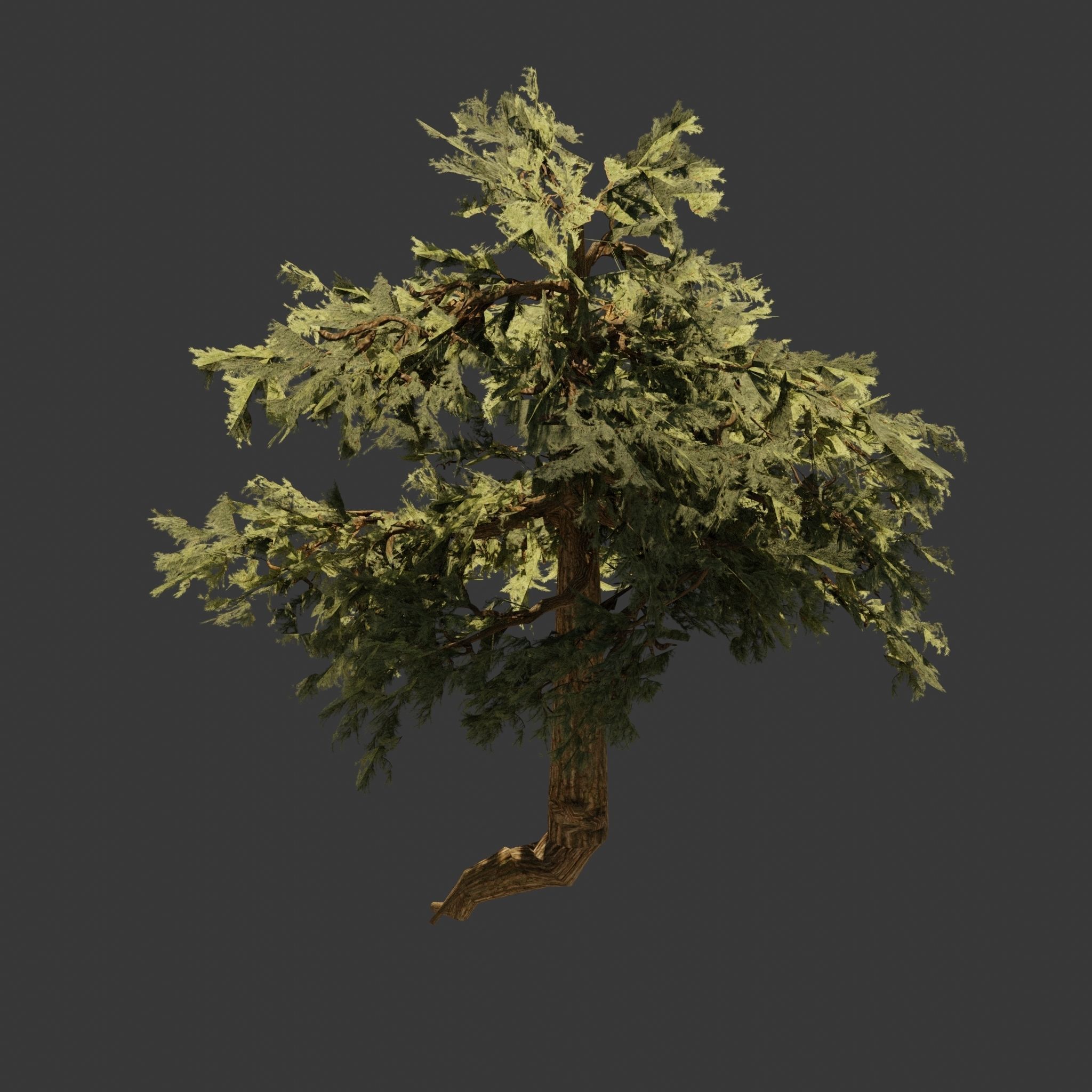Pinyon Pine 3 Low-poly 3D model_4
