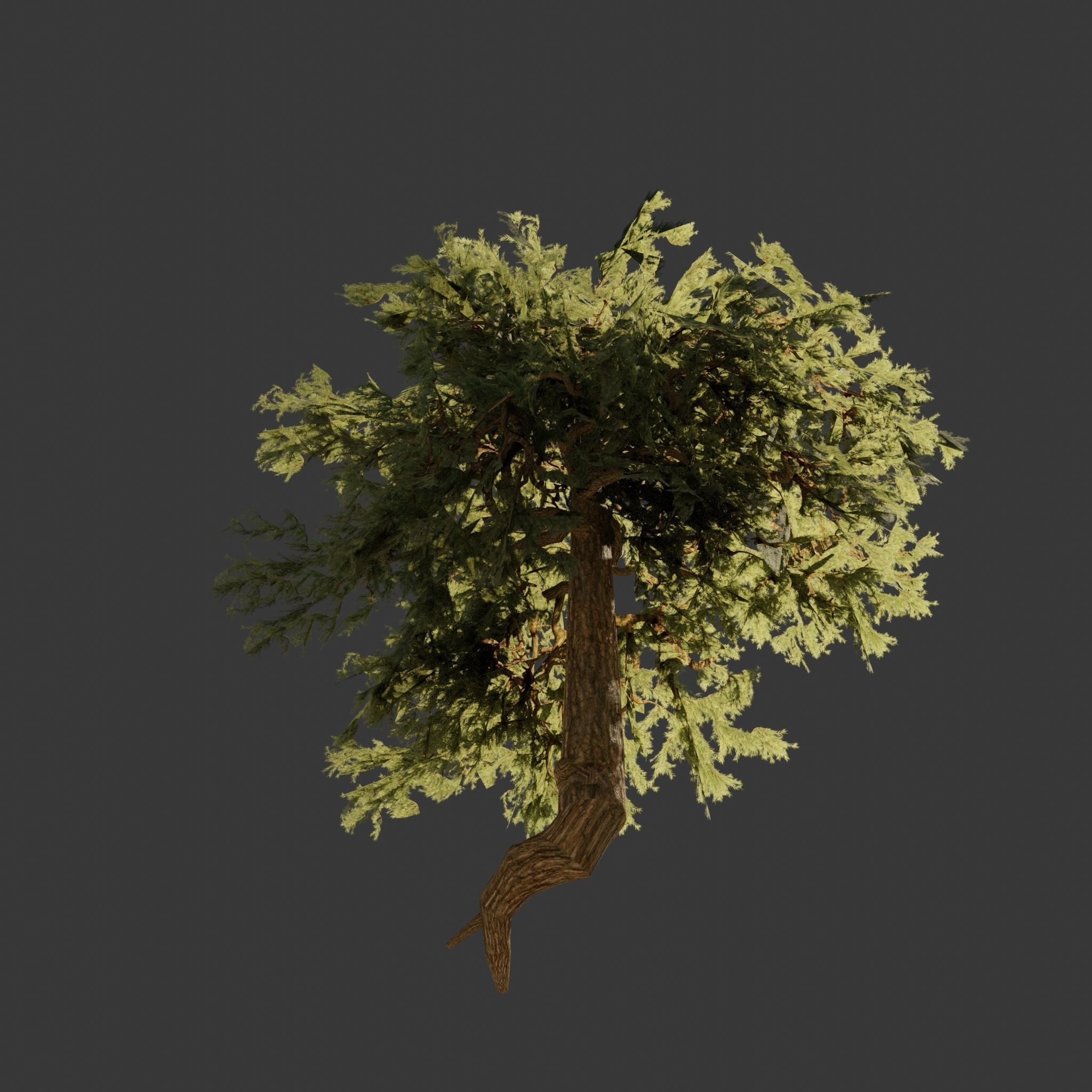 Pinyon Pine 3 Low-poly 3D model_3