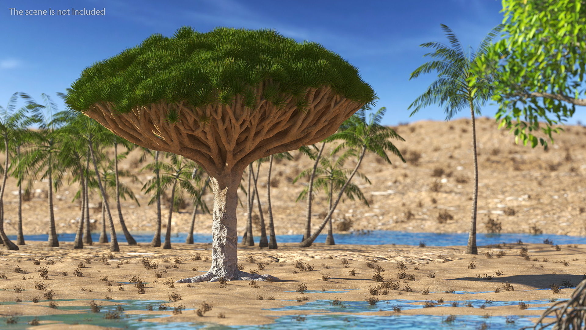 Dragon Blood Big Tree 3D model_2