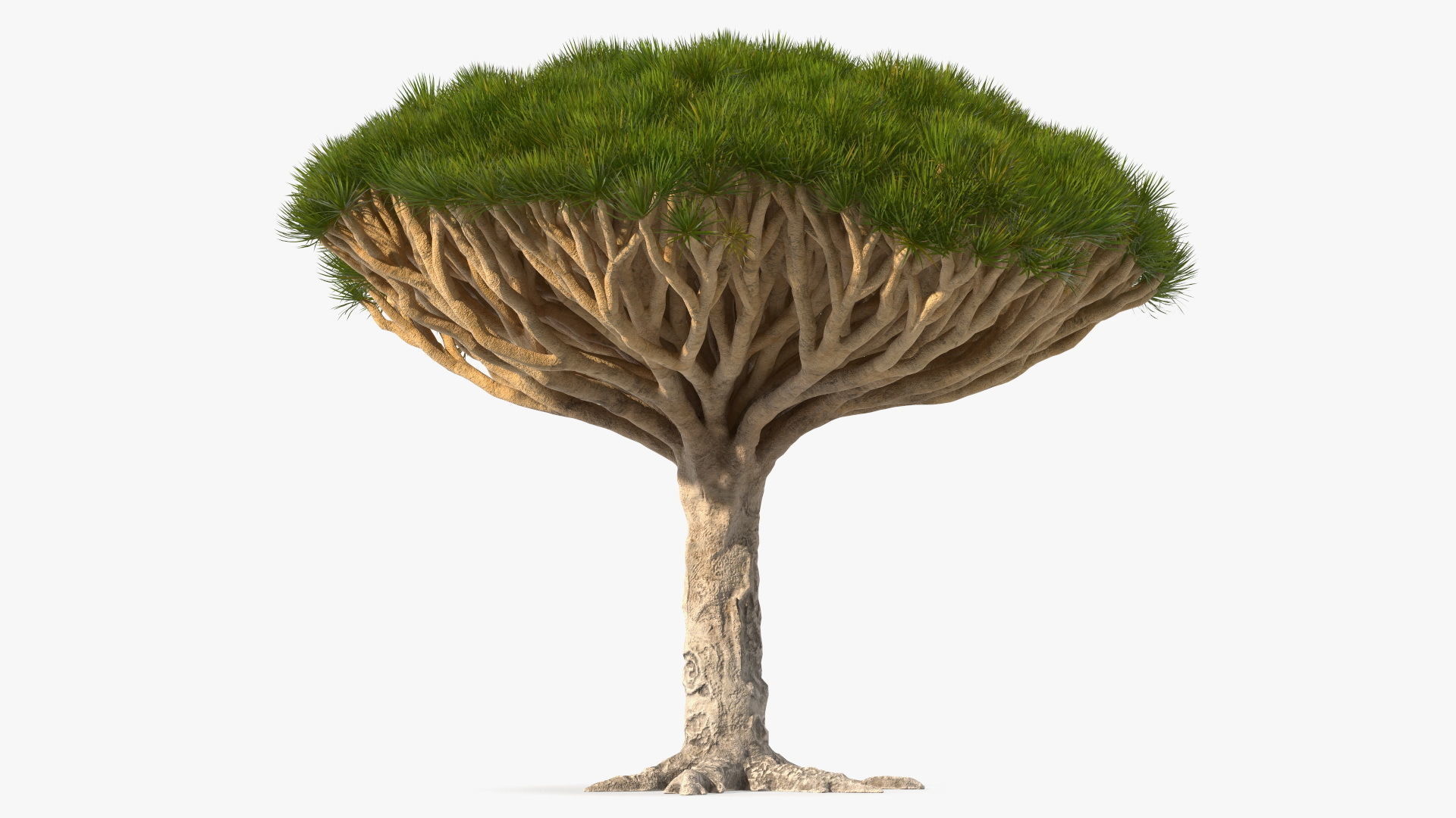 Dragon Blood Big Tree 3D model_6